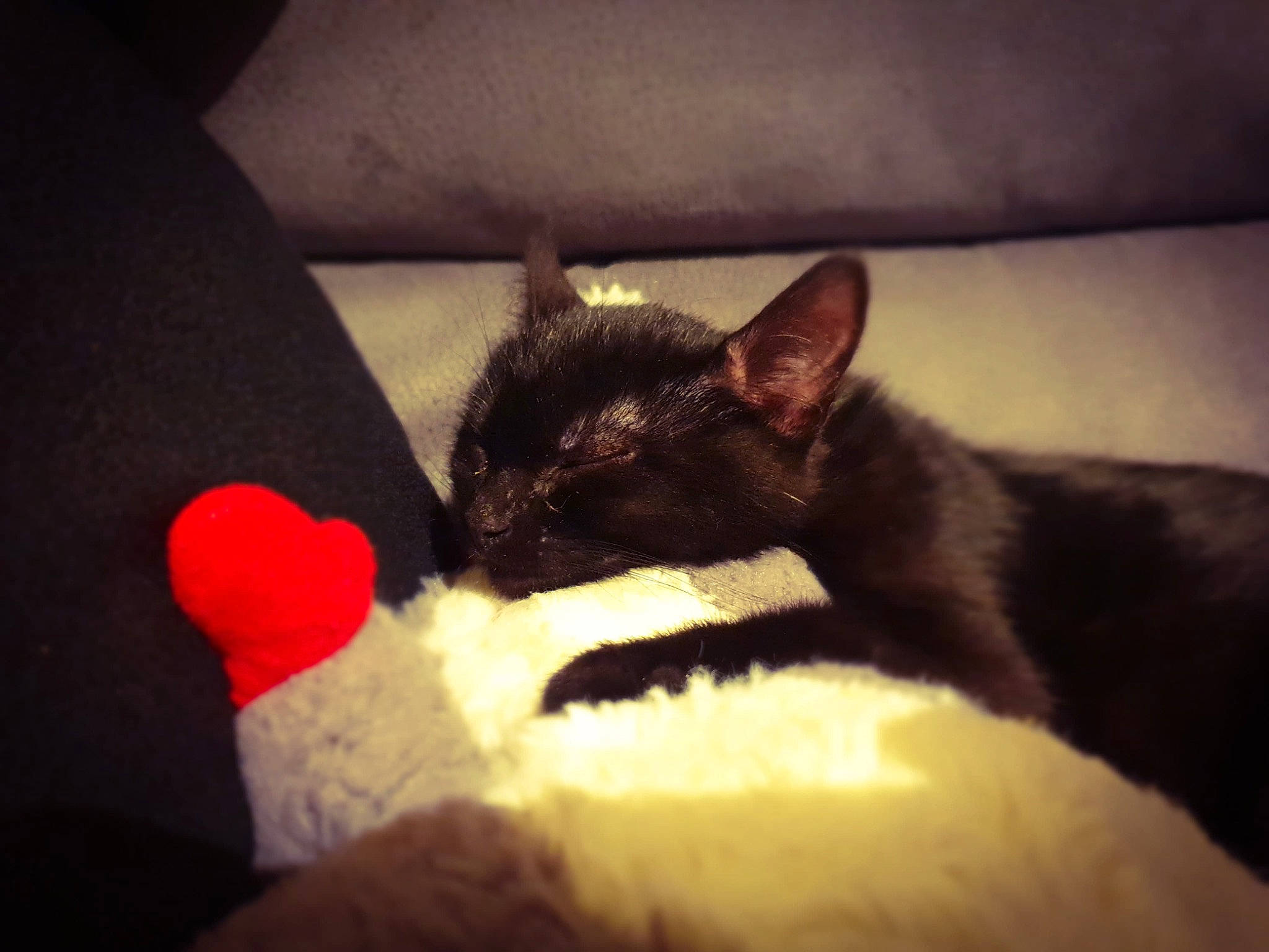 Polochon a rejoint le concours — aidez-le/la à gagner de superbes lots ! asian, black, black_cat, carnivore, cat, cornish_rex, devon_rex, ear, eye, felidae, fur, german_rex, kitten, leg, nap, sky, small_to_medium_sized_cats, snout, tail, whiskers