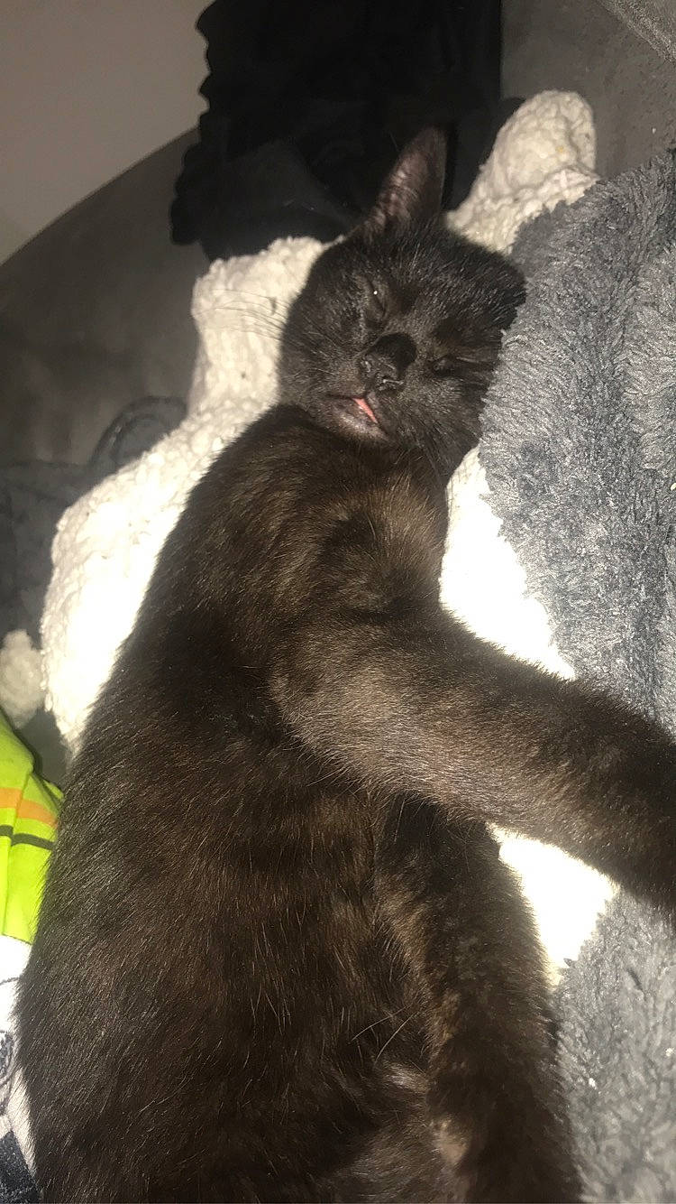 Polochon a rejoint le concours — aidez-le/la à gagner de superbes lots ! black_cat, carnivore, cat, domestic_short_haired_cat, felidae, fur, korat, russian_blue, small_to_medium_sized_cats, tail, whiskers