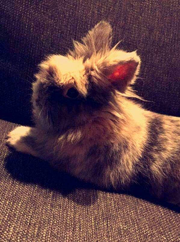 Naïko a rejoint le concours — aidez-le/la à gagner de superbes lots ! canidae, domestic_rabbit, ear, fawn, fur, rabbit, rabbits_and_hares, shih_tzu, sky, tail, whiskers