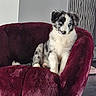 puppy, dog, blue_merle, fluffy, sitting, armchair, burgundy, fur, white_fur, black_fur, gray_fur, portrait, indoors, home, furniture, cushion, eyes, pet, cute, photography