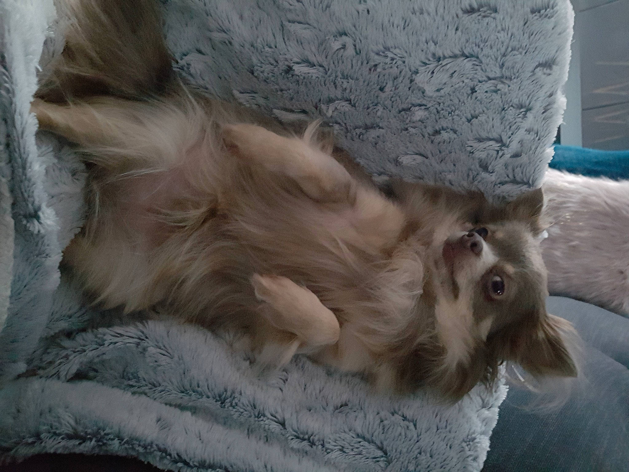Lou participe au concours pour gagner de l'argent avec cette photo : canidae, carnivore, comfort, companion_dog, digital_video_recorder, dog, dog_breed, ear, fawn, felidae, fur, grey, liver, nap, paw, small_to_medium_sized_cats, snout, sporting_group, whiskers, working_animal
