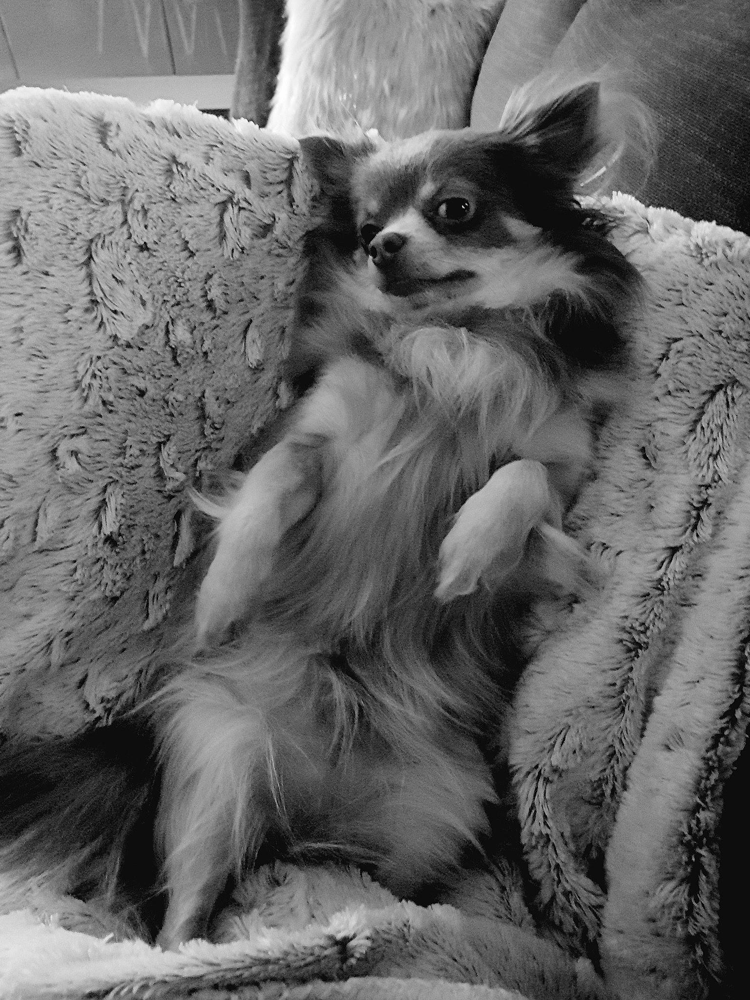 Lou