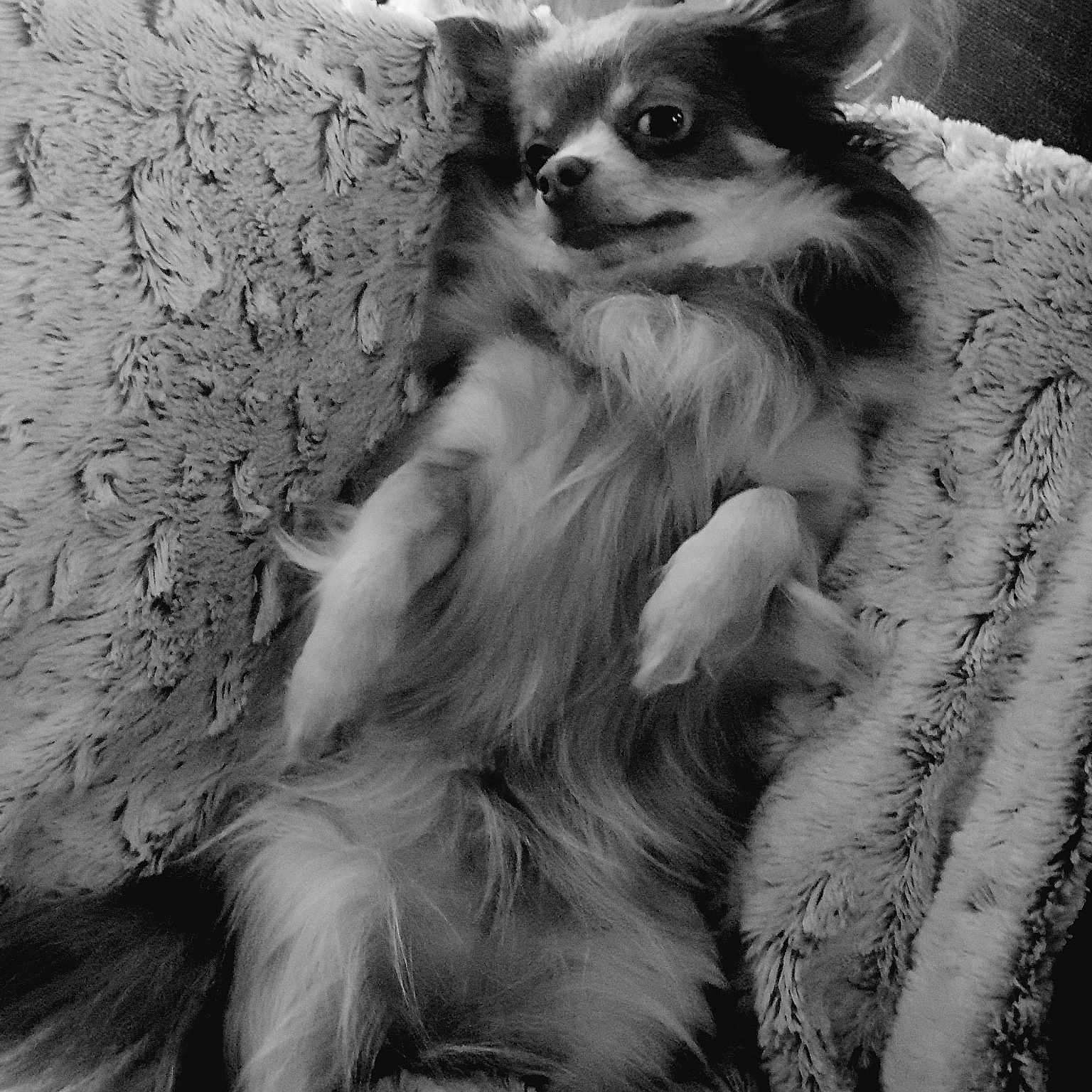 Lou