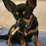 Violette a rejoint le concours — aidez-le/la à gagner de superbes lots ! dog, puppy, black_and_tan, small_dog, chihuahua, sitting, indoors, blanket, blue_blanket, toy, chew_toy, collar, tag, large_ears, upright_ears, brown_markings, pet, portrait, couch, home