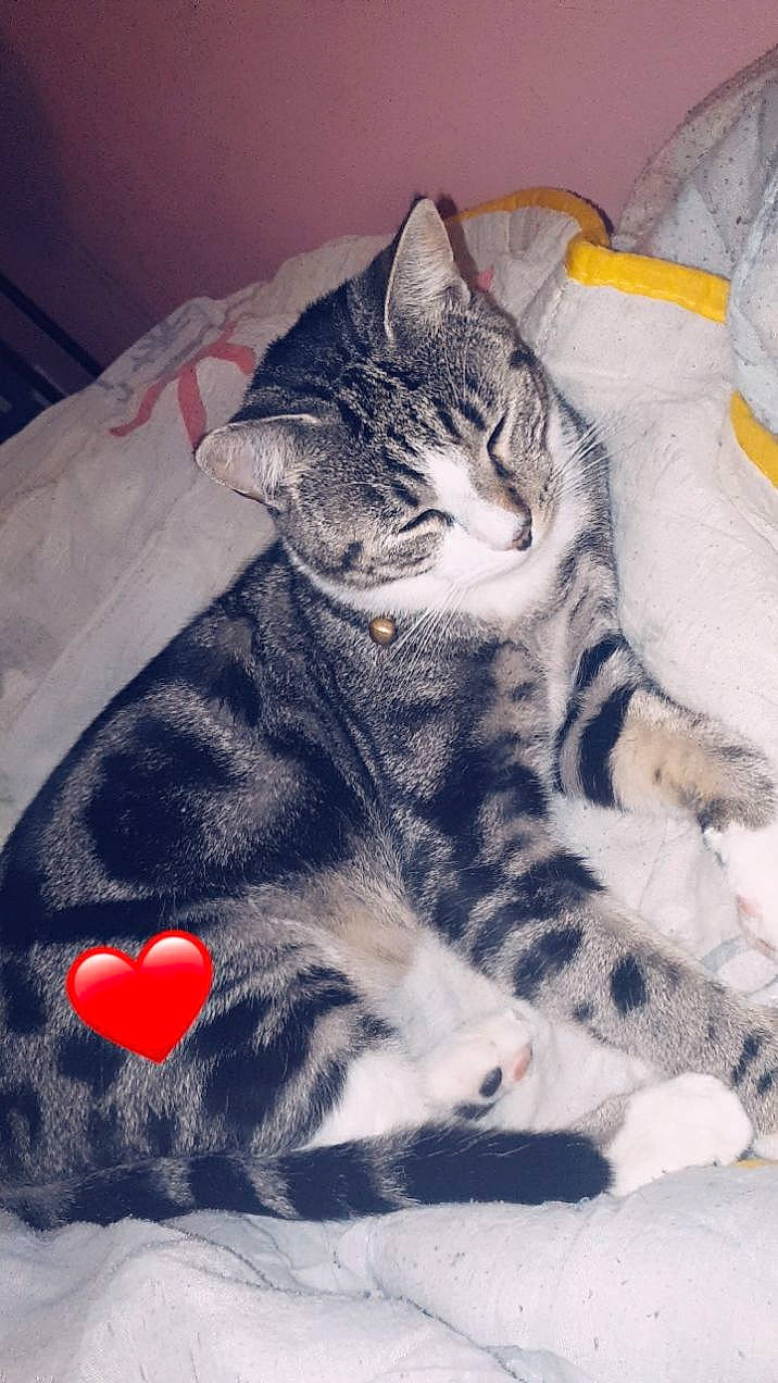 Oto participe au concours pour gagner de l'argent avec cette photo : american_shorthair, american_wirehair, asian, california_spangled, carnivore, cat, domestic_short_haired_cat, dragon_li, egyptian_mau, european_shorthair, felidae, kitten, mammal, ocicat, paw, small_to_medium_sized_cats, snout, tabby_cat, whiskers, wild_cat