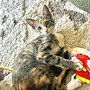 Tsuki is registered to the contest to win money with this photo: cat, kitten, tabby, playing, toy, rug, indoor, pet, feline, claws, paws, curious, cute, young, animal, fur, whiskers, ears, relaxed, home