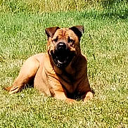 Otis a rejoint le concours — aidez-le/la à gagner de superbes lots ! dog, grass, outdoor, pet, animal, sunlight, canine, smiling, nature, laying_down, happy, daytime, greenery, mammal, fur, ears, tongue, snout, relaxed, background