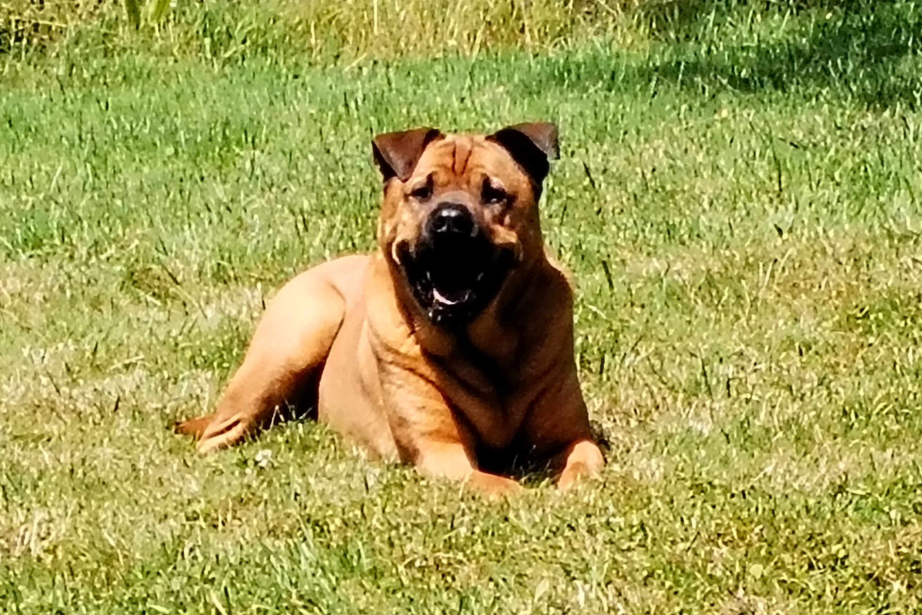 Otis a rejoint le concours — aidez-le/la à gagner de superbes lots ! dog, grass, outdoor, pet, animal, sunlight, canine, smiling, nature, laying_down, happy, daytime, greenery, mammal, fur, ears, tongue, snout, relaxed, background