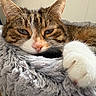 cat, tabby, white_paw, fluffy_bed, relaxed, cozy, indoor, sleepy, pet, fur, whiskers, closeup, resting, cute, animal, soft, home, mammal, paw, face