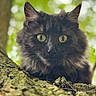 cat, black_cat, animal, pet, close_up, green_eyes, tree, bark, nature, outdoor, fur, whiskers, curious, moss, branch, wildlife, portrait, looking, daylight, mammal