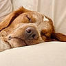 dog, sleeping, close_up, nose, fur, relaxation, couch, beige, indoor, pet, calm, rest, snout, ears, canine, comfort, home, animal, peaceful, portrait