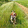 animal, canine, dog, ears, field, grass, greenery, happy, landscape, leash, nature, outdoor, path, pet, power_lines, running, sky, summer, sunny, tongue