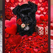 Rip is registered to the contest to win money with this photo: puppy, dog, black_dog, rose, red_rose, heart, valentine, gift_box, flower_petals, cute, pet, romantic, bokeh, red, pink, small_dog, animal, love, decorations, fluffy