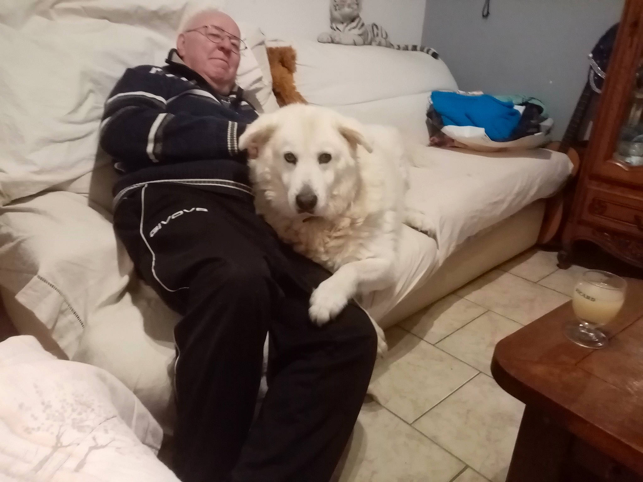 Loulou participe au concours pour gagner de l'argent avec cette photo : canidae, carnivore, comfort, companion_dog, couch, dog, dog_breed, flooring, fur, hardwood, livestock_guardian_dog, retriever, room, sitting, snout, sporting_group, tableware, tree, wine_glass, working_animal