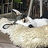Plume a rejoint le concours — aidez-le/la à gagner de superbes lots ! dog, resting, blanket, fluffy, couch, leather, indoor, home, furniture, chair, table, shelf, books, cozy, sleepy, pet, animal, fur, relaxed, domestic
