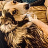 Plume a rejoint le concours — aidez-le/la à gagner de superbes lots ! dog, pet, fur, close_up, couch, indoor, animal, canine, looking_back, curious, cozy, brown, black, white, person, sitting, clothing, relaxed, home, companion