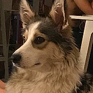 Plume a rejoint le concours — aidez-le/la à gagner de superbes lots ! dog, fluffy, ears, indoor, person, chair, fur, pet, side_view, brown, white, black, animal, domestic, seated, background, table, closeup, portrait, looking