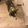 dog, wet_fur, indoor, wooden_floor, door, white_wall, pet, canine, curious, flooring, animal, house, domestic, fur, ears, snout, tail, standing, looking_down, quiet