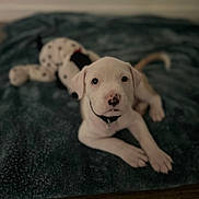 Bubba joined the competition — help win amazing prizes! puppy, dog, white_dog, blanket, toy, plush_toy, indoor, pet, cute, lying_down, black_spots, collar, animal, young_dog, floor, looking_at_camera, soft_texture, domestic_animal, fur, playful
