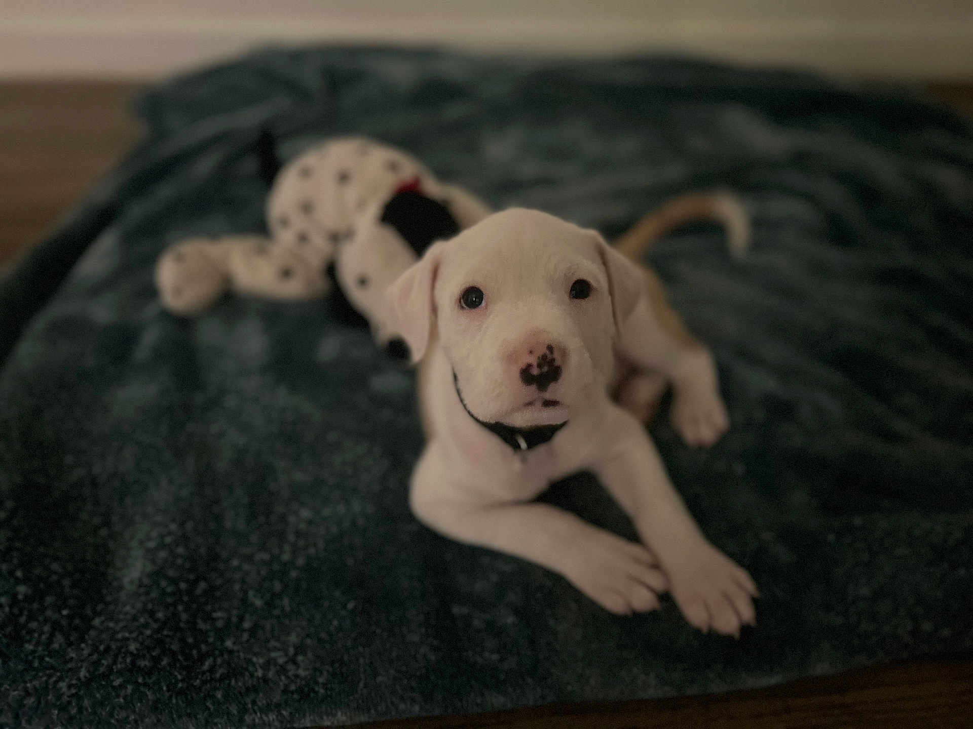 Bubba