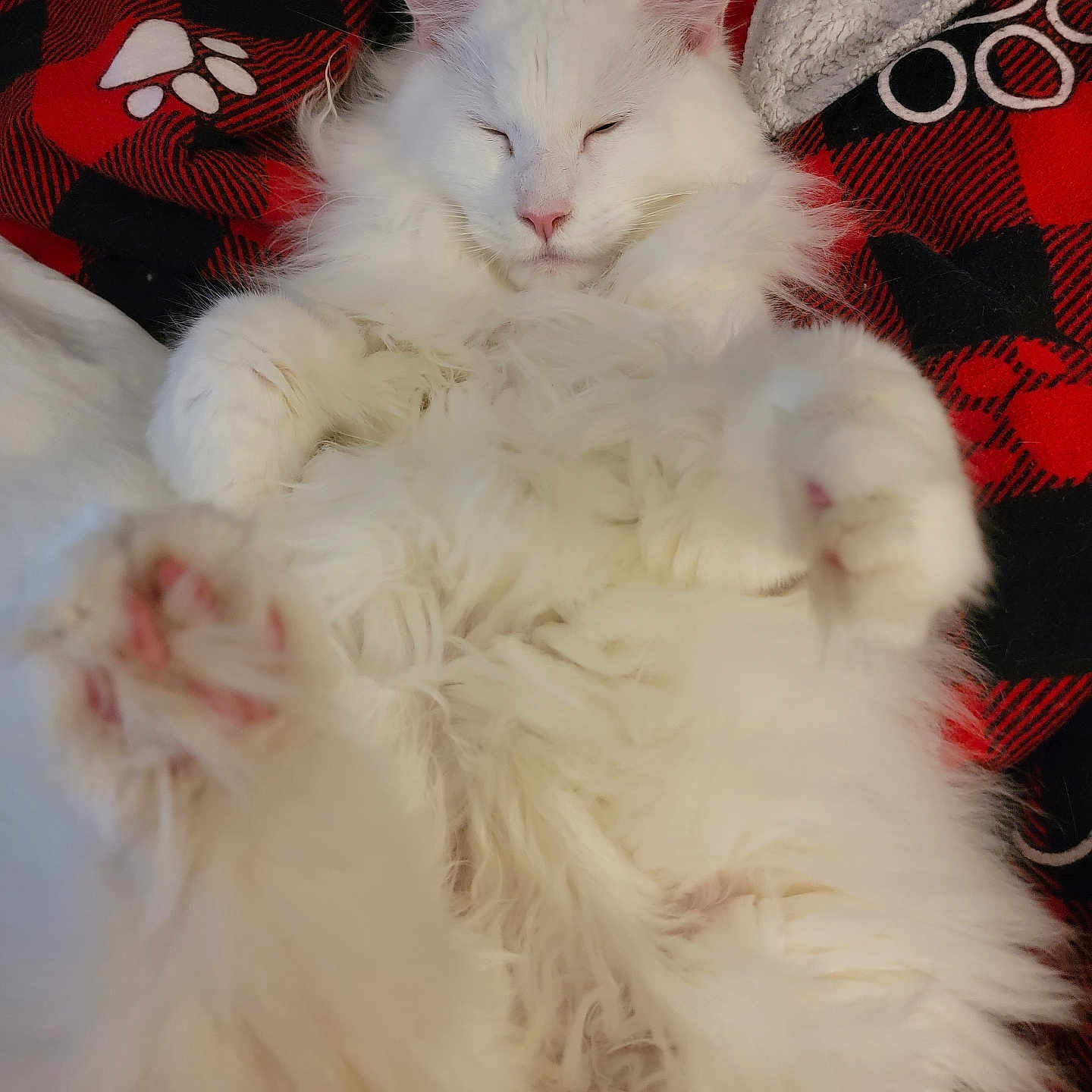 Aries Rt is registered to the contest to win money with this photo: abyssinian, angora, animal, blanket, canine, cat, couch, dog, eskimodog, furniture, homedecor, kitten, linen, manx, person, pet, quilt, siamese, sleeping, white