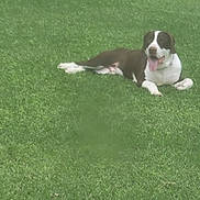 Smokey joined the competition — help win amazing prizes! animal, brown, canine, collar, daytime, dog, fur, grass, greenery, happy, laying_down, mammal, nature, outdoor, pet, playful, relaxed, summer, tongue_out, white