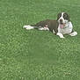 animal, brown, canine, collar, daytime, dog, fur, grass, greenery, happy, laying_down, mammal, nature, outdoor, pet, playful, relaxed, summer, tongue_out, white