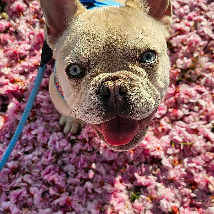 Vichy participe au concours pour gagner de l'argent avec cette photo : animal, blue_eyes, close_up, cute, dog, flower_petals, french_bulldog, grass, happy, leash, nature, outdoor, pet, pink_flowers, playful, portrait, puppy, spring, sunlight, tongue_out