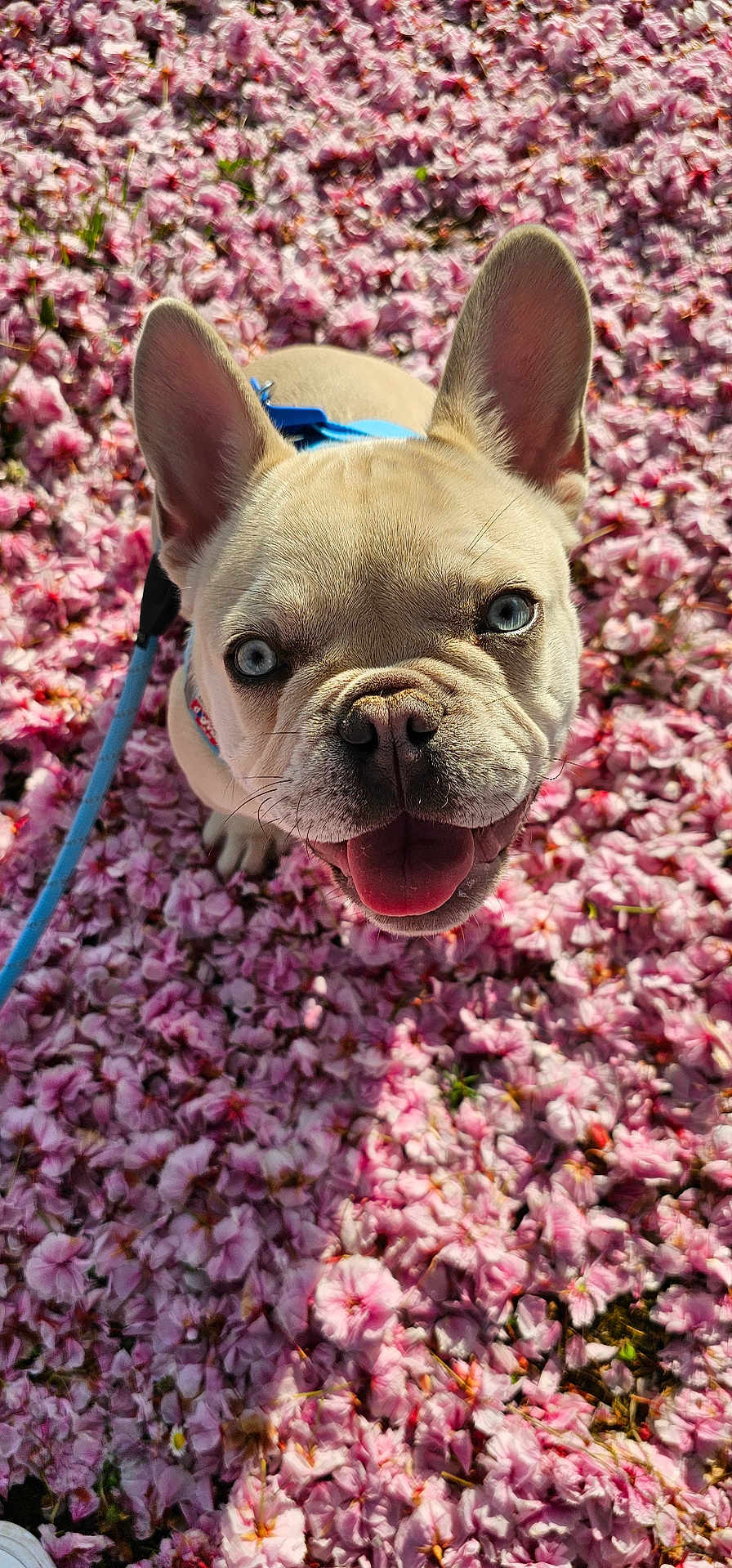 Vichy participe au concours pour gagner de l'argent avec cette photo : dog, french_bulldog, puppy, blue_eyes, pink_flowers, flower_petals, spring, outdoor, leash, close_up, happy, tongue_out, cute, animal, nature, sunlight, portrait, pet, playful, grass