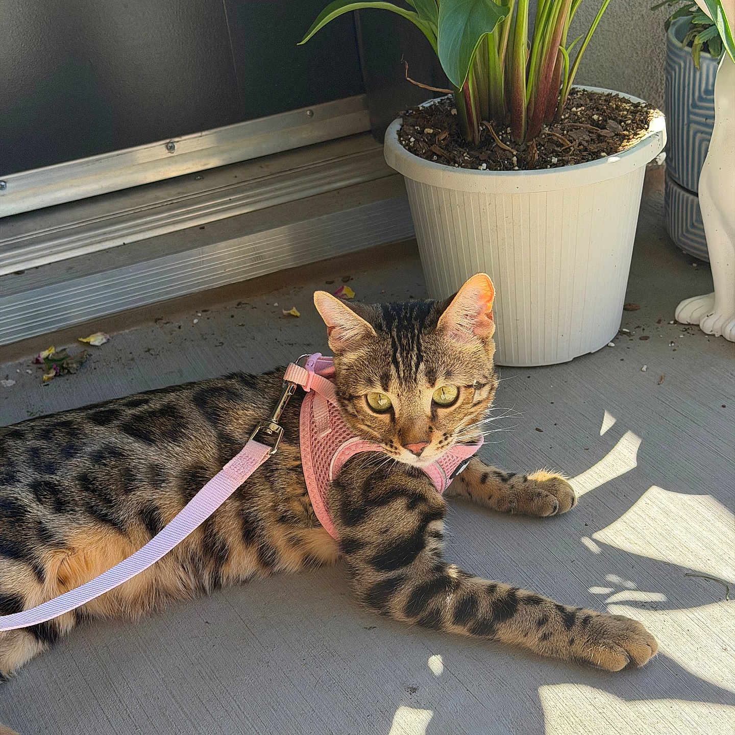 Ilya is registered to the contest to win money with this photo: cat, leash, harness, plant_pot, green_leaves, concrete_floor, sunlight, shadow, pet, tabby_cat, outdoor, animal, domestic_cat, relaxed, alert, pets_accessory, houseplant, closeup, feline, resting