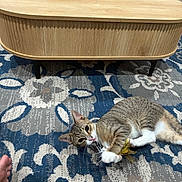 Tito joined the competition — help win amazing prizes! animal, carpet, cat, coffee_table, cute, ears, furniture, green_eyes, indoor, living_room, lying_down, patterned, pet, playing, rug, tabby_cat, toy, whiskers, white_paws, wood