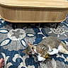 animal, carpet, cat, coffee_table, cute, ears, furniture, green_eyes, indoor, living_room, lying_down, patterned, pet, playing, rug, tabby_cat, toy, whiskers, white_paws, wood