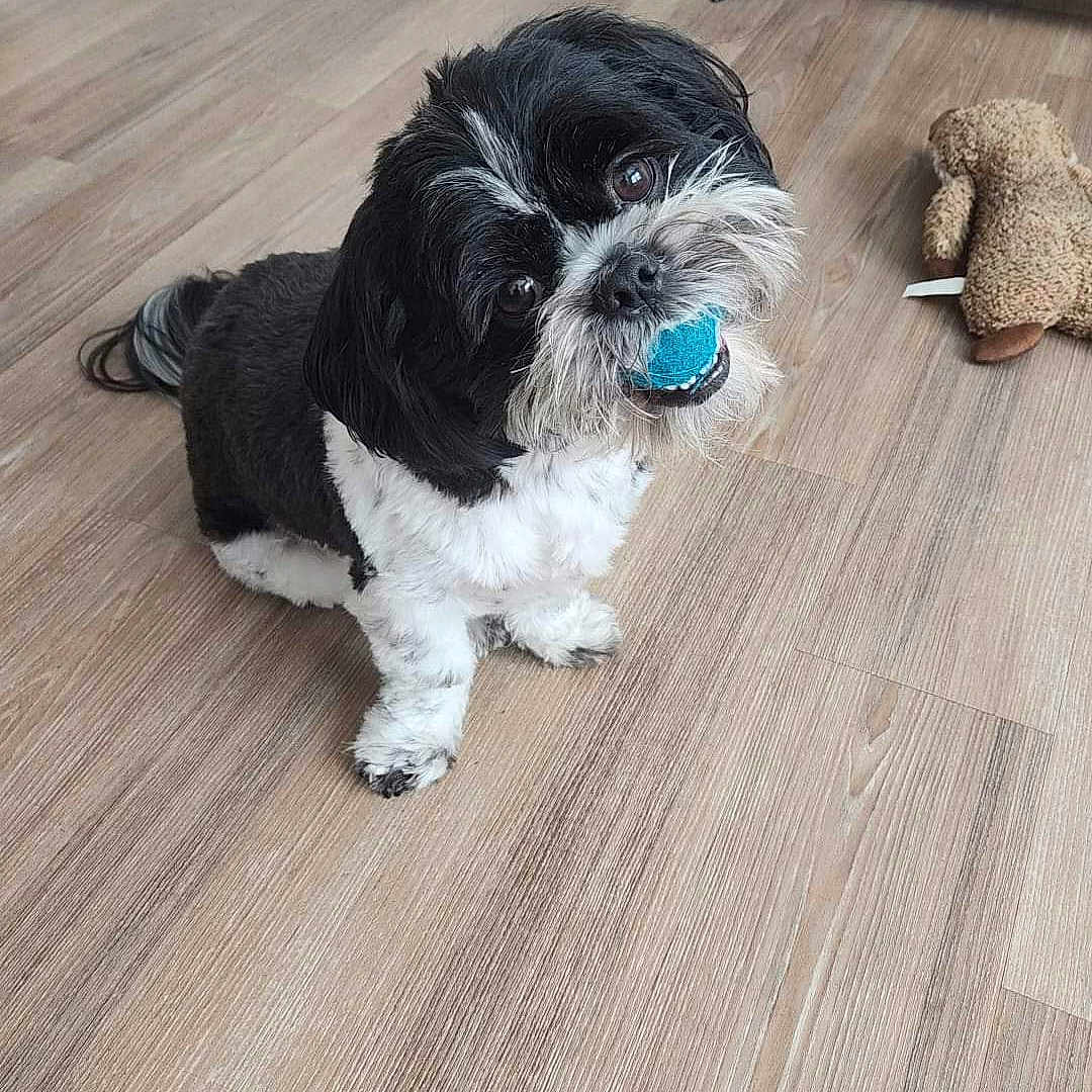 Enzo joined the competition — help win amazing prizes! affenpinscher, animal, canine, computerhardware, dog, dogbed, electronics, hardware, hardwood, indoors, interiordesign, monitor, pet, puppy, screen, stainedwood, terrier, wood