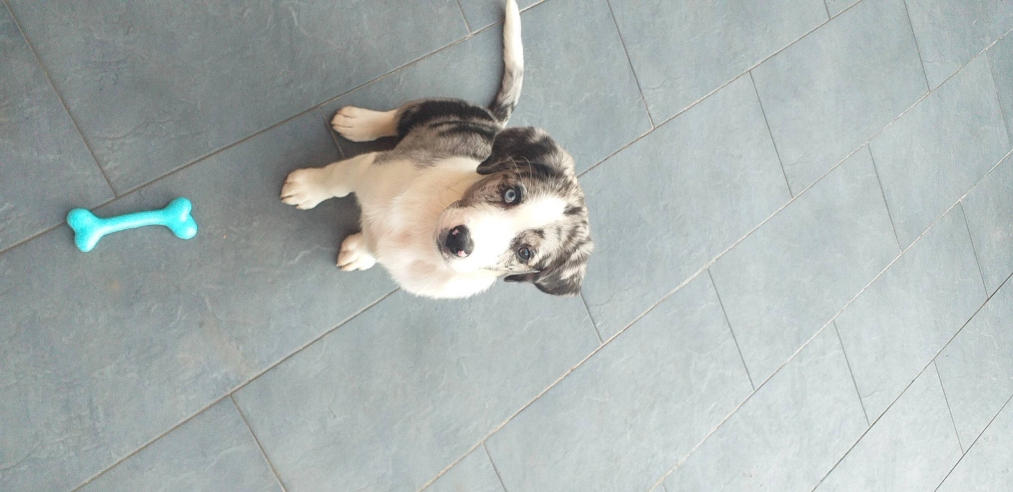 Toy participe au concours pour gagner de l'argent avec cette photo : carnivore, claw, companion_dog, dog, dog_breed, domestic_short_haired_cat, fawn, felidae, ferret, floor, flooring, fur, paw, small_to_medium_sized_cats, street_dog, tail, terrestrial_animal, tile_flooring, whiskers, working_animal