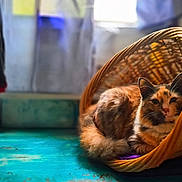 Her is registered to the contest to win money with this photo: animal, basket, blurred_background, calico_cat, cat, cozy, domestic_animal, feline, floor, fur, home, indoor, natural_light, pet, quiet, relaxed, resting, turquoise_floor, wicker_basket, window