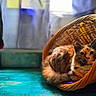 animal, basket, blurred_background, calico_cat, cat, cozy, domestic_animal, feline, floor, fur, home, indoor, natural_light, pet, quiet, relaxed, resting, turquoise_floor, wicker_basket, window