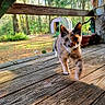 cat, calico, outdoor, porch, wooden_floor, sunlight, nature, tree, shed, plant_pot, animal, pet, walking, close_up, daylight, greenery, feline, curious, wood, background_blur