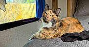 Her joined the competition — help win amazing prizes! animal, bed, cat, comfortable, cozy, curtain, daylight, fur, furniture, green_eyes, home, indoor, natural_light, pet, relaxed, resting, textured_bedspread, tortoiseshell_cat, window, wooden_fence