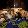 cat, calico, feline, pet, animal, relaxed, lying_down, paws, fur, knitted_blanket, blue, green, cozy, indoor, cute, whiskers, sleepy, closeup, resting, domestic_cat