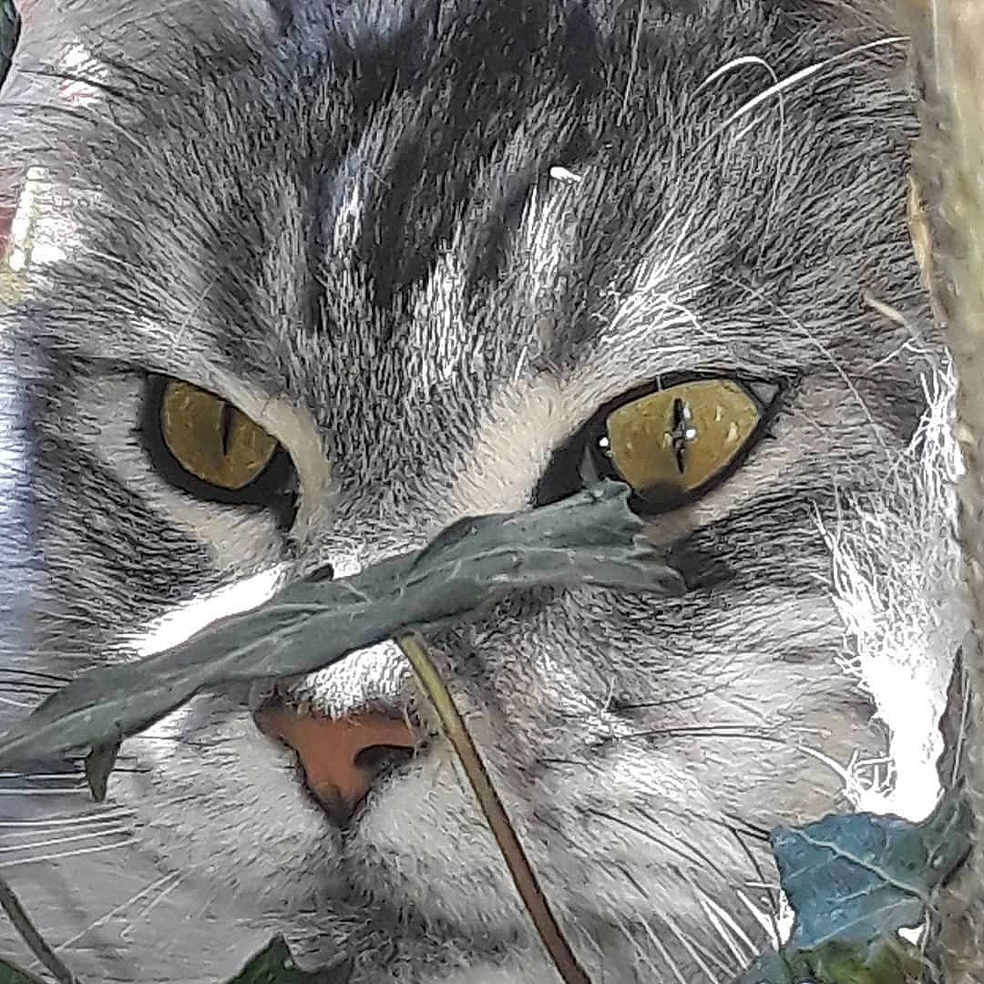 Obama participe au concours pour gagner de l'argent avec cette photo : american_curl, american_wirehair, asian, carnivore, cat, close_up, domestic_short_haired_cat, european_shorthair, eye, felidae, fur, head, norwegian_forest_cat, nose, photography, siberian, small_to_medium_sized_cats, snout, tabby_cat, whiskers