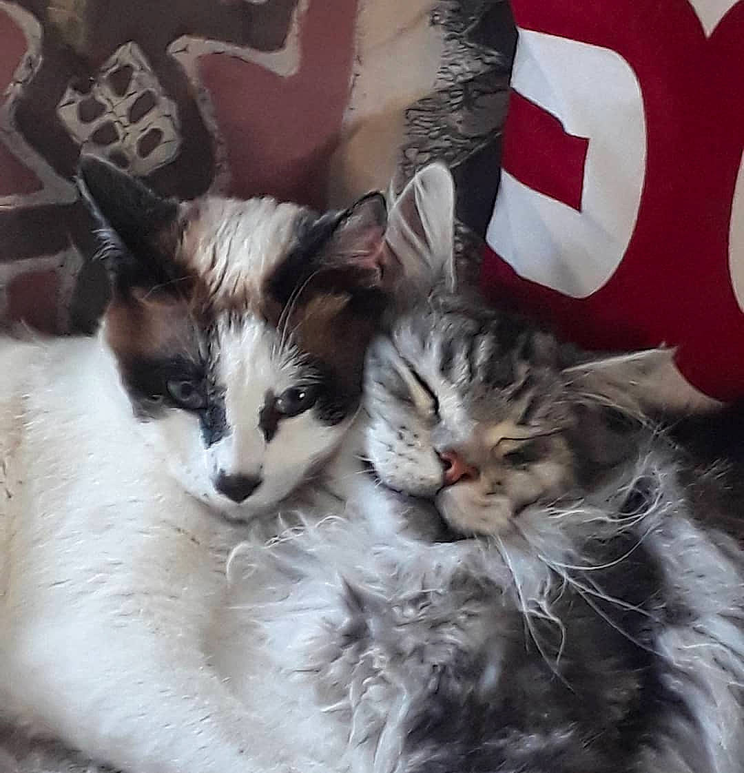 Obama Et Djawad a rejoint le concours — aidez-le/la à gagner de superbes lots ! aegean_cat, american_wirehair, asian, carnivore, cat, domestic_short_haired_cat, european_shorthair, felidae, fur, kitten, mammal, oriental_longhair, polydactyl_cat, small_to_medium_sized_cats, whiskers