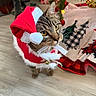 animal, cat, christmas_ornament, christmas_tree, closeup, curious, decorations, festive, holiday, indoor, pet, red, santa_costume, santa_hat, tabby_cat, tree_skirt, whiskers, white, wood_floor, yellow_eyes