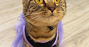 Crooksy is registered to the contest to win money with this photo: animal, cat, costume, curious, cute, domestic_cat, dress_up, feline, floor, golden_eyes, house, indoor, looking_up, pet, purple, small_hat, tabby_cat, whiskers, witch_hat, wooden_floor