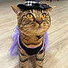 animal, cat, costume, curious, cute, domestic_cat, dress_up, feline, floor, golden_eyes, house, indoor, looking_up, pet, purple, small_hat, tabby_cat, whiskers, witch_hat, wooden_floor