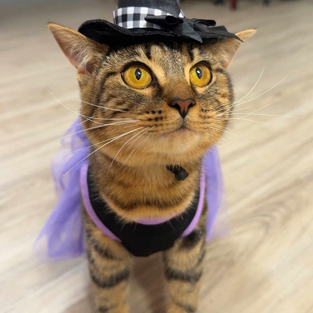 Crooksy is registered to the contest to win money with this photo: animal, cat, costume, curious, cute, domestic_cat, dress_up, feline, floor, golden_eyes, house, indoor, looking_up, pet, purple, small_hat, tabby_cat, whiskers, witch_hat, wooden_floor