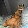 Crooksy is registered to the contest to win money with this photo: animal, bed, blanket, cat, cozy, cute, domestic, feline, fur, indoor, lying_down, orange_eyes, pet, pillow, relaxed, resting, sleepy, striped, tabby, whiskers