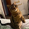 Crooksy is registered to the contest to win money with this photo: animal, bed, blanket, cat, curious, cute, domestic, ears, feline, floor, fur, furniture, home, indoor, paw, pet, portrait, tabby, whiskers, wooden_door