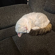 Mookie joined the competition — help win amazing prizes! cat, sleeping, white_cat, curled_up, fluffy, pet, indoor, cozy, couch, furniture, resting, tail, paw, fur, domestic_animal, animal, mammal, cute, relaxation, nap