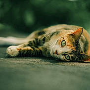 Kohsamui a rejoint le concours — aidez-le/la à gagner de superbes lots ! cat, tabby, green_eyes, lying_down, whiskers, close_up, outdoor, shallow_depth_of_field, relaxed, animal, feline, pet, nature, texture, portrait, soft_light, blurred_background, resting, calm, cute