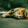 cat, tabby, green_eyes, lying_down, whiskers, close_up, outdoor, shallow_depth_of_field, relaxed, animal, feline, pet, nature, texture, portrait, soft_light, blurred_background, resting, calm, cute